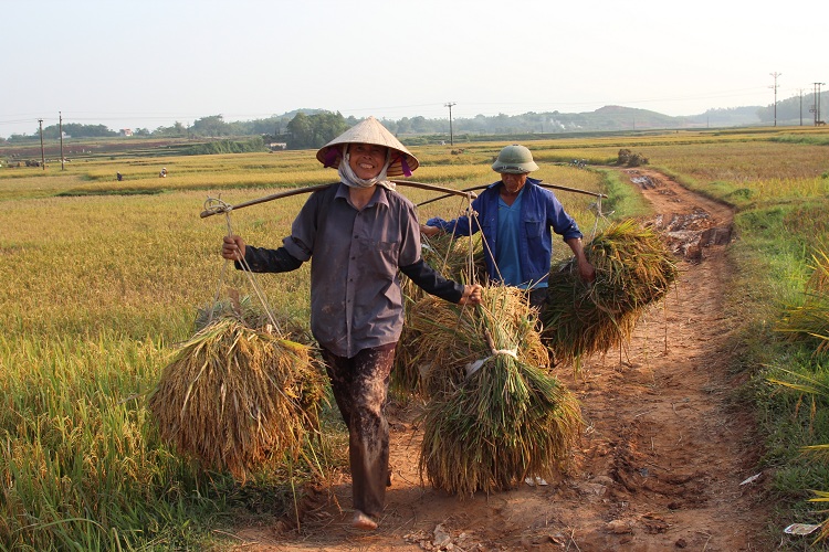 duong lam village hanoi harvesting